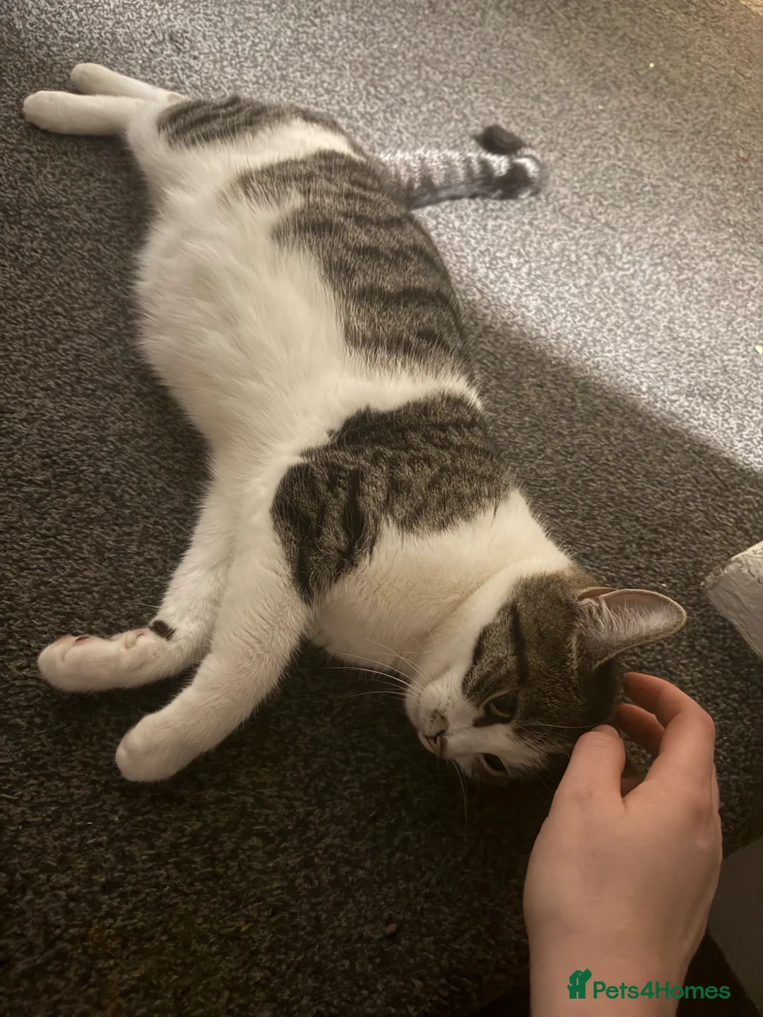 Mixed Breed cats for sale: 2 white and tabby boys  - Advert 1