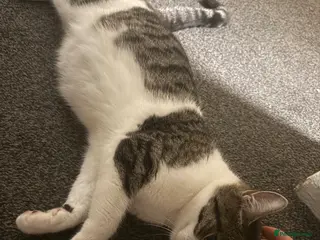 Mixed Breed cats 2 white and tabby boys - Advert 1