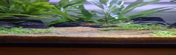 Platies fish for sale: Platy fry for sale - Advert 4