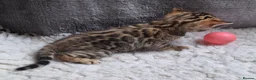 Bengal cats for sale: Traditional brown Bengal - Advert 13