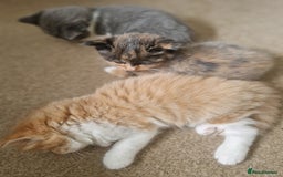 Mixed Breed cats for sale: British shorthair Cross kittens  - Image 2