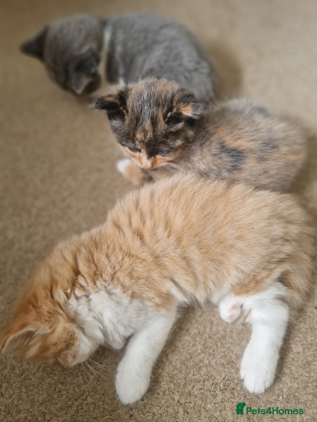 Mixed Breed cats for sale: British shorthair Cross kittens  - Image 2