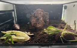 Snails invertebrates for sale: African land snails - Image 3