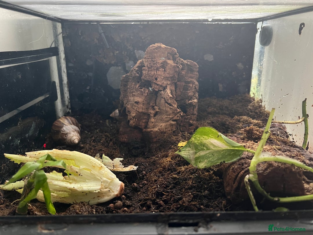 Snails invertebrates for sale: African land snails - Image 3