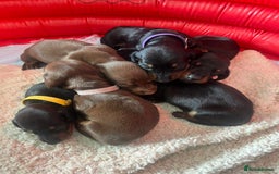 Miniature Dachshund dogs for sale: LAST ONE LEFT Miniature Dachshunds KC Registered in Pershore - Image 2