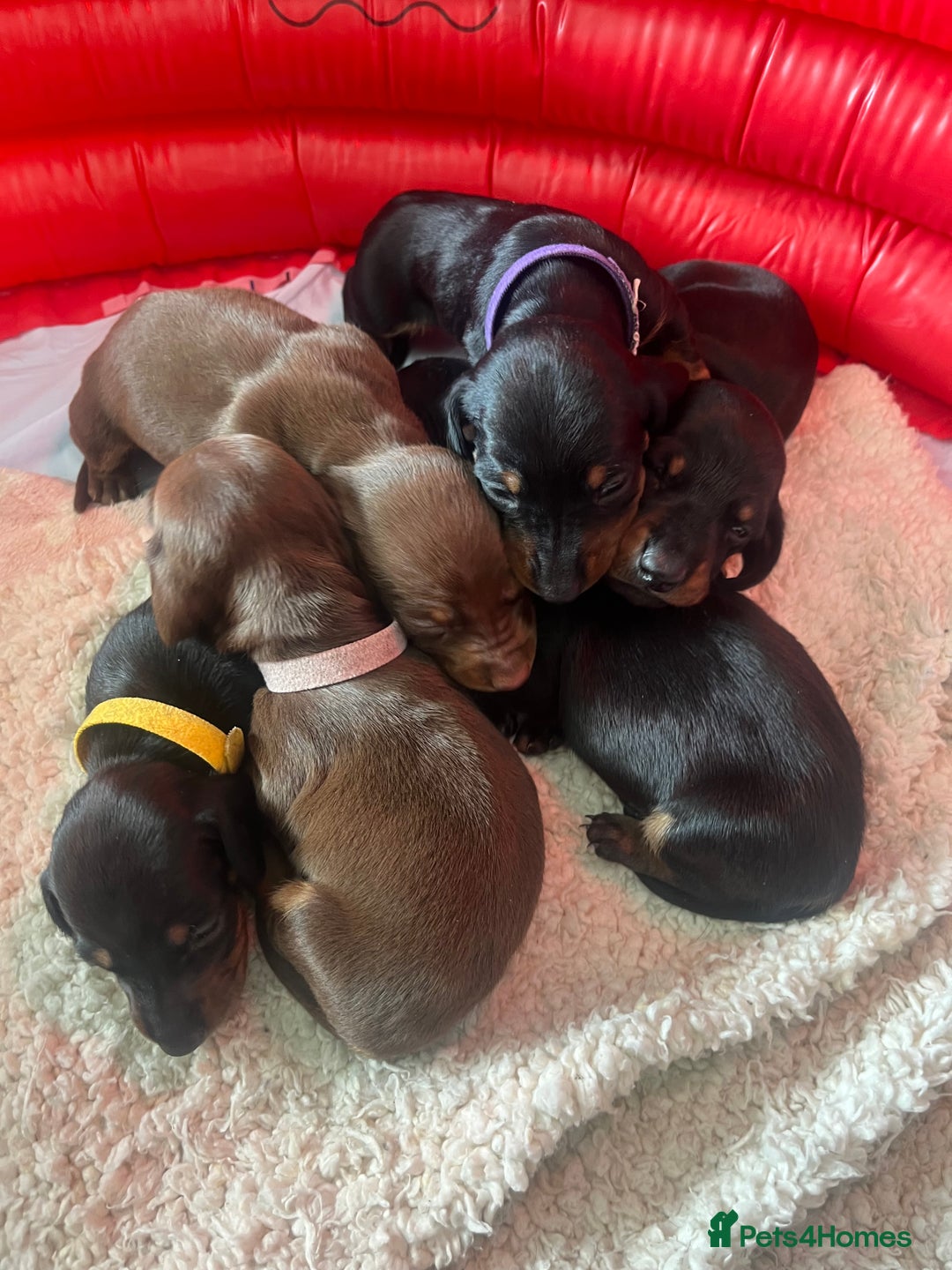 Miniature Dachshund dogs for sale: LAST ONE LEFT Miniature Dachshunds KC Registered in Pershore - Image 2
