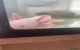 Axolotl reptiles for sale: 1 female 1 male axolotl for sale.  - Image 4