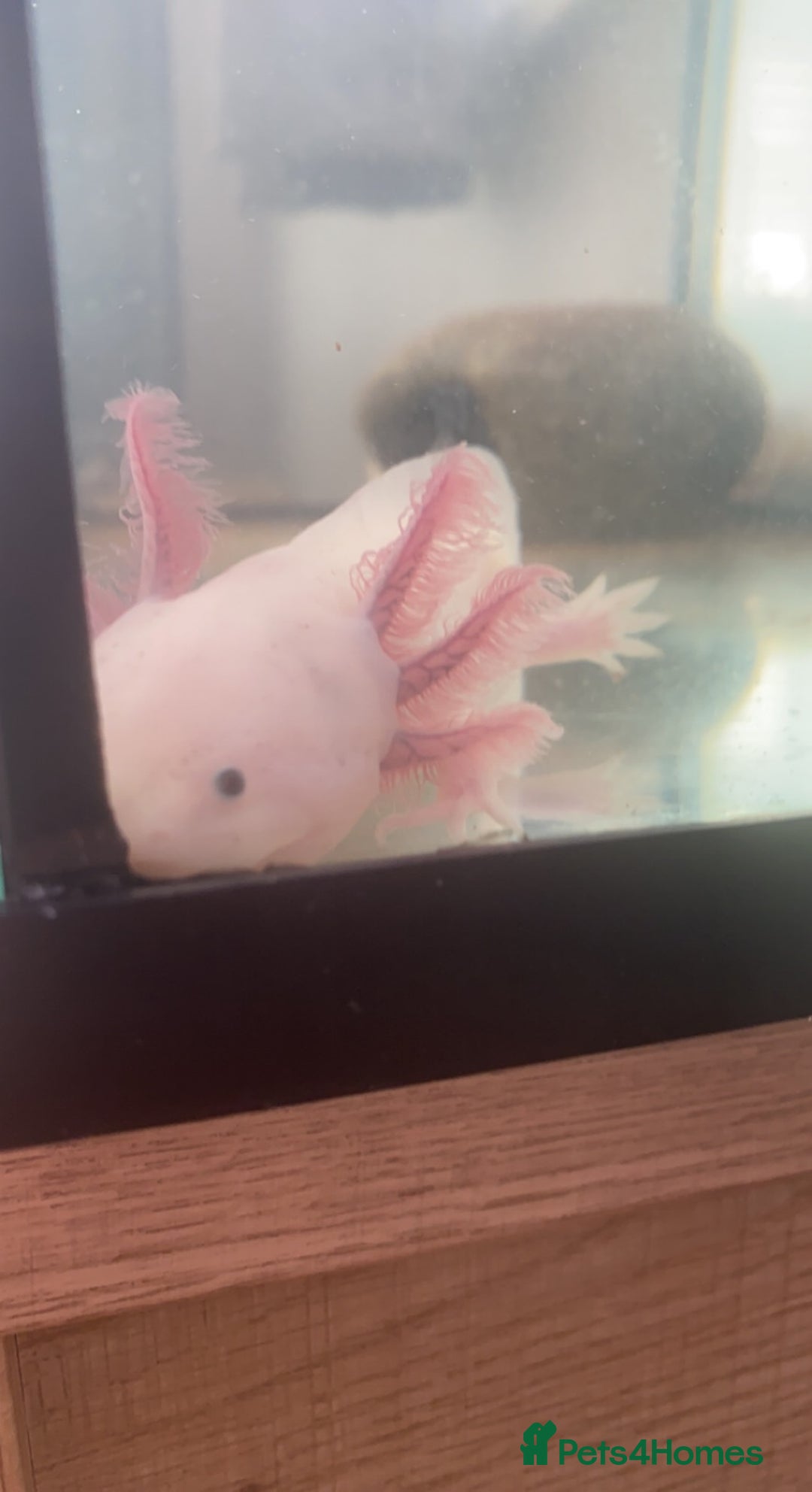 Axolotl reptiles for sale: 1 female 1 male axolotl for sale.  - Image 4