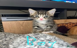 Maine Coon cats for sale: 6 Maine Coon cross* Kittens  - Image 4