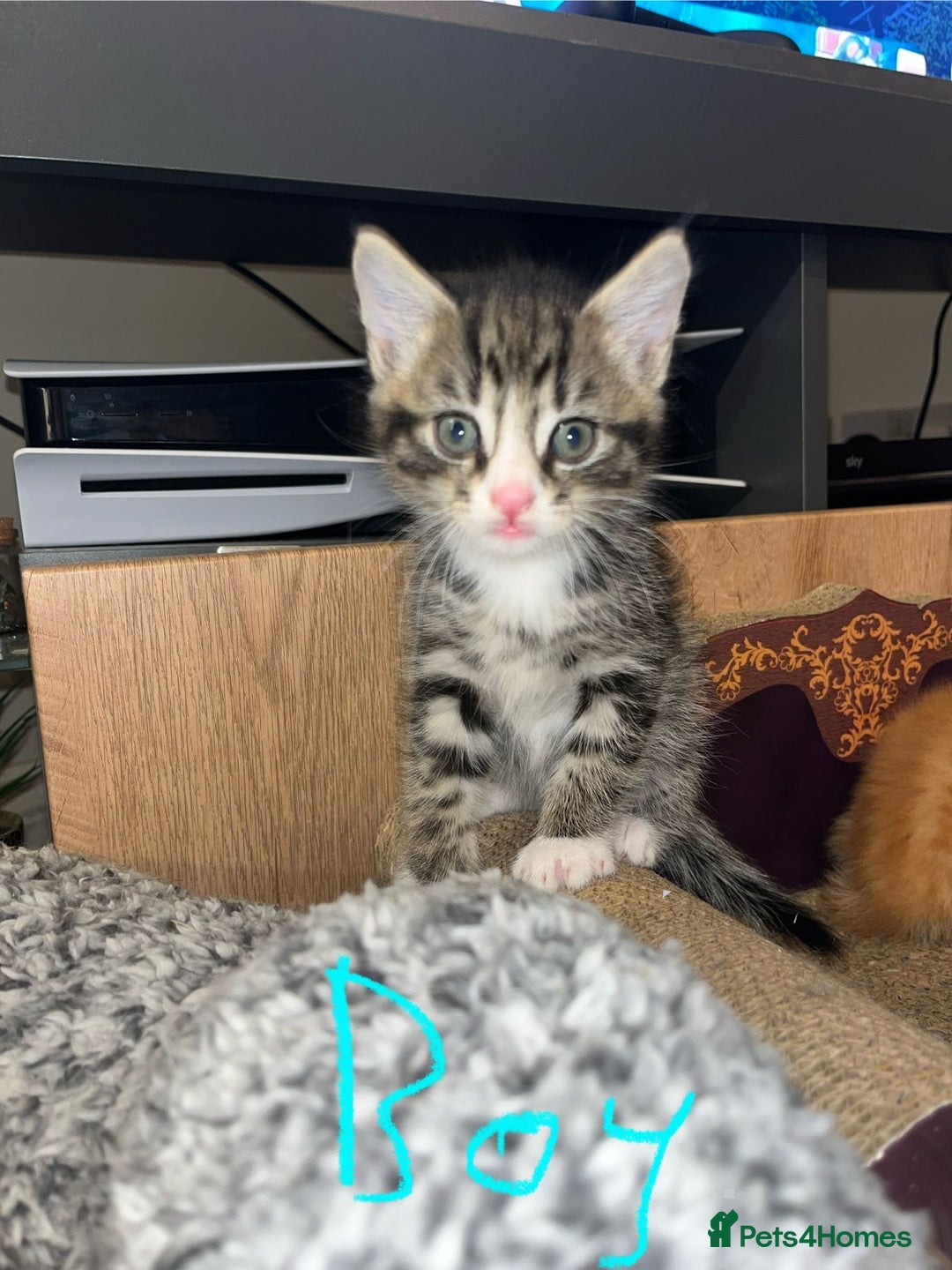 Maine Coon cats for sale: 6 Maine Coon cross* Kittens  - Image 4