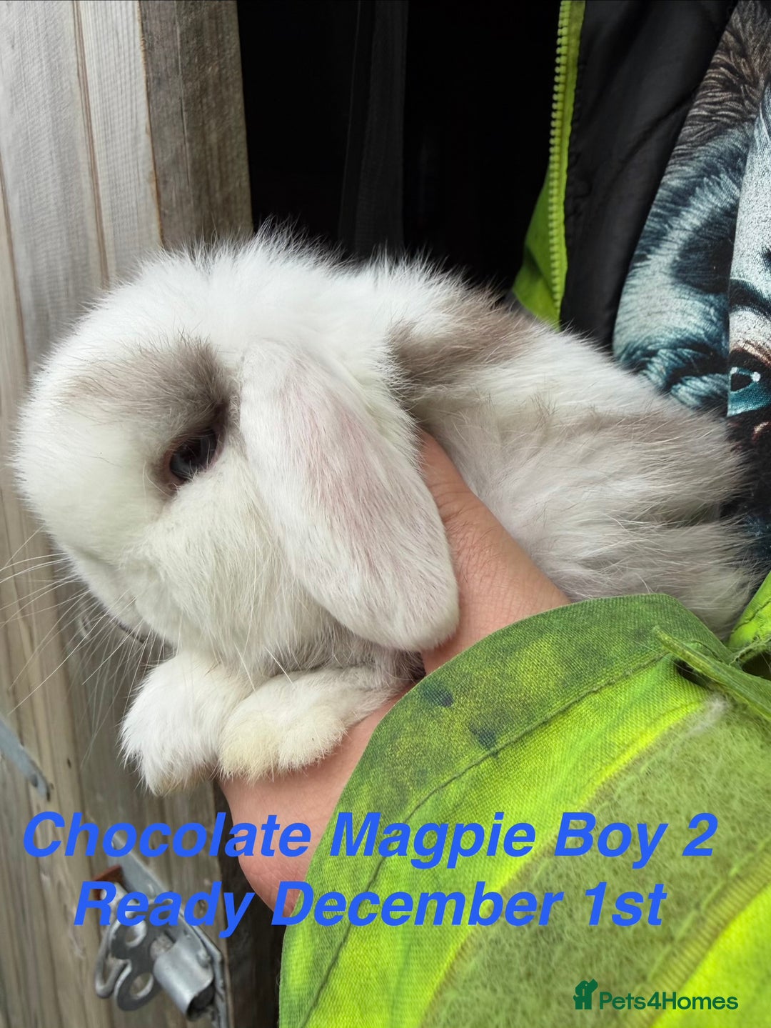 Mini Lop rabbits for sale: Baby & Adult Mini Lops Read Description  - Advert 9