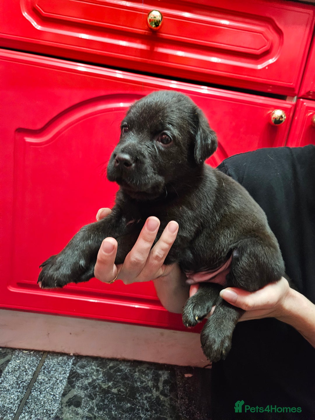 Mixed Breed dogs for sale: German shepherd x Working Labrador puppies  - Advert 20
