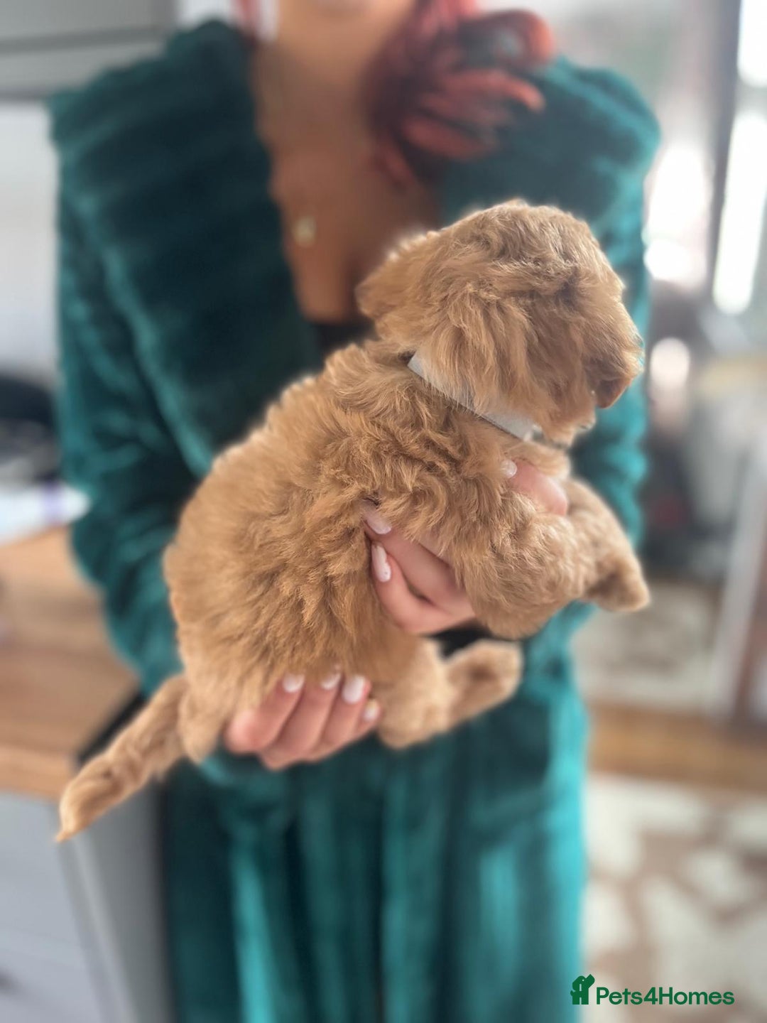 Maltipoo dogs for sale: 💫Tiny Red Boys Available Now💫 - Image 29