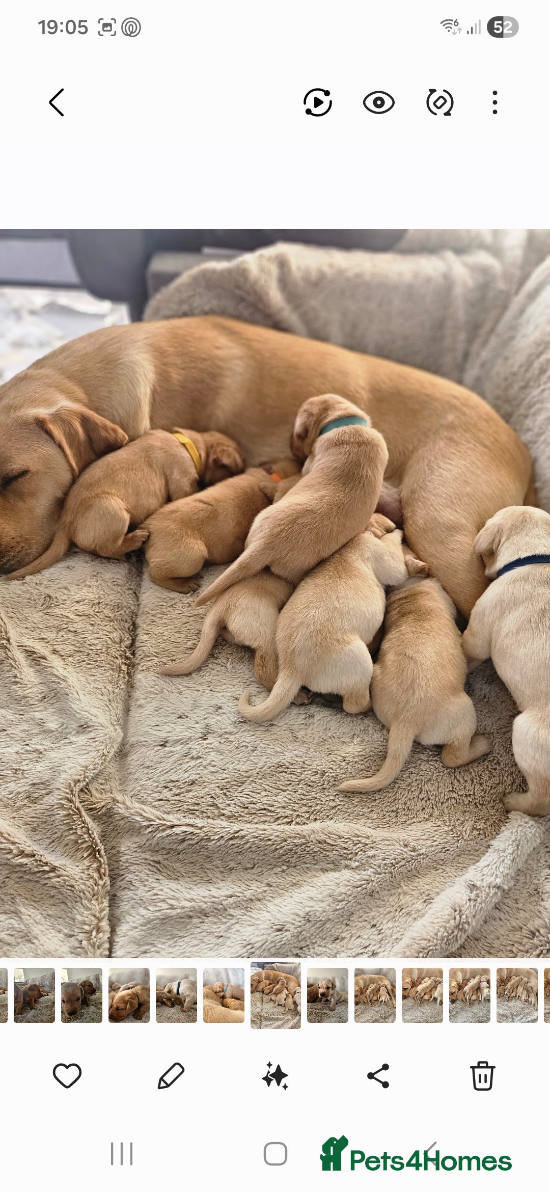 Labrador Retriever dogs KC Registered Labrador Puppy – 13 Weeks Old - Advert 1