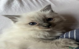 Ragdoll cats for sale: Amazing pure bred ragdolls  - Image 5