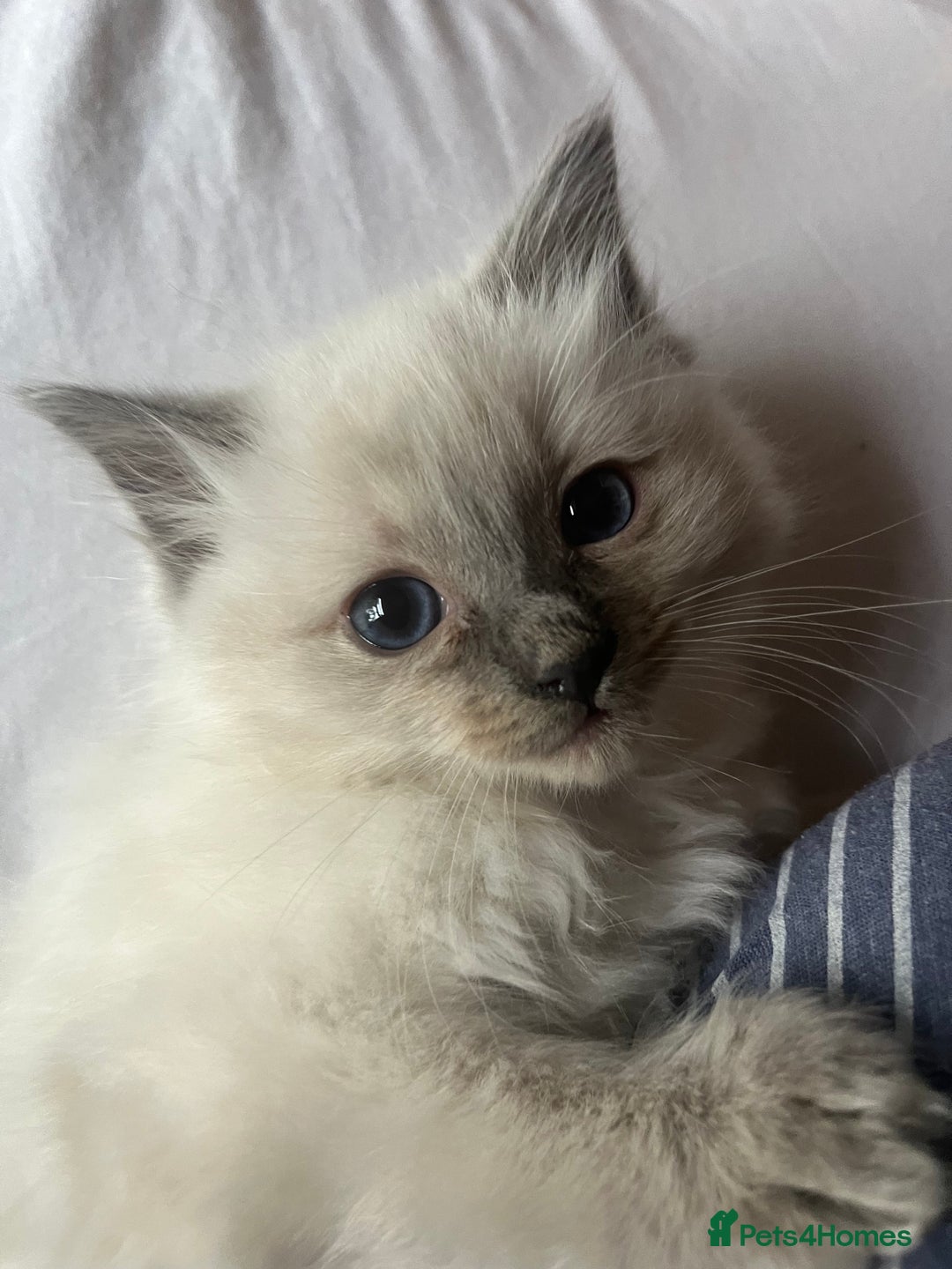 Ragdoll cats for sale: Amazing pure bred ragdolls  - Image 5