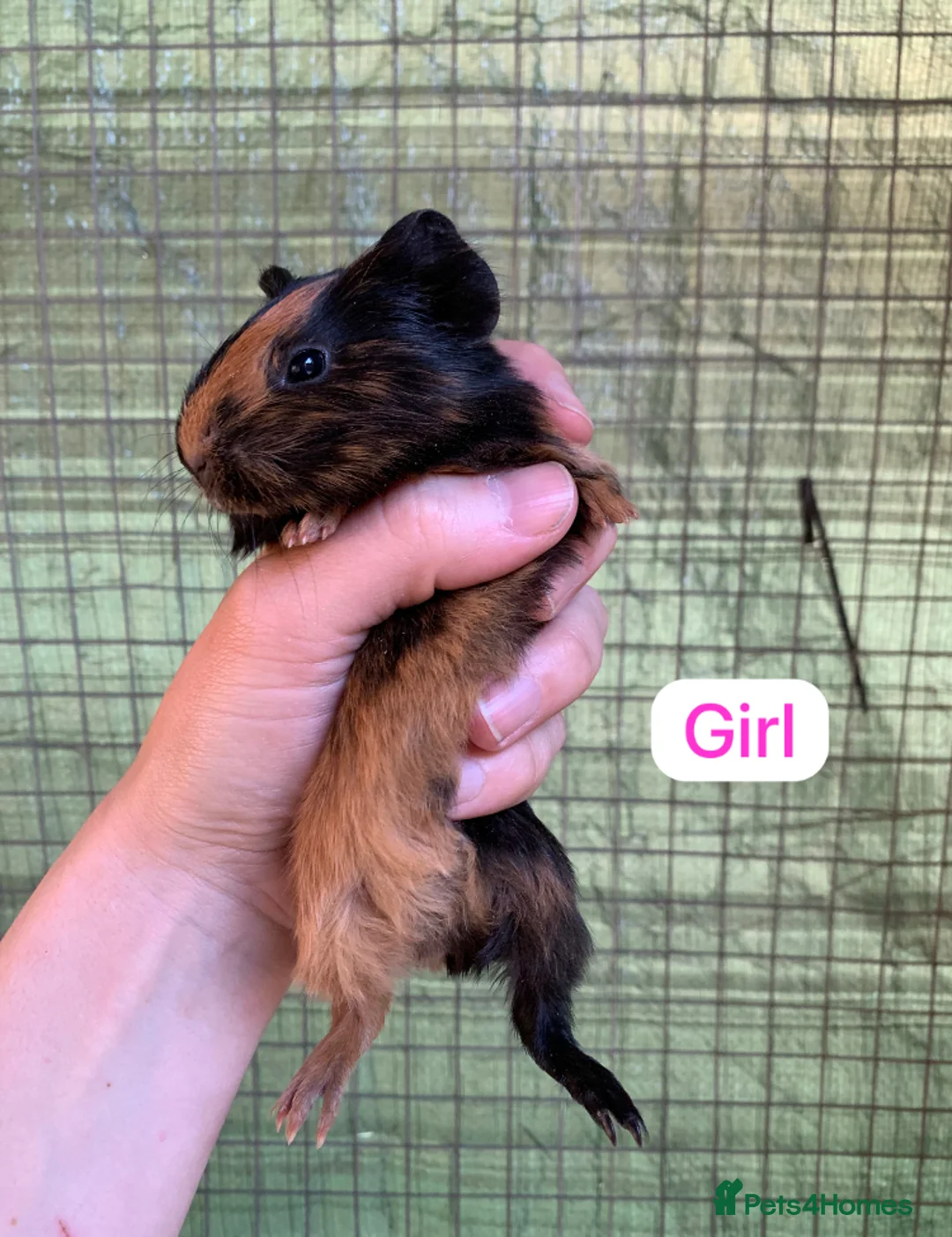 Guinea Pig rodents for sale: Two Girls and a Boy  - Advert 2