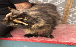 Maine Coon cats for sale: Mainecoon - Image 2