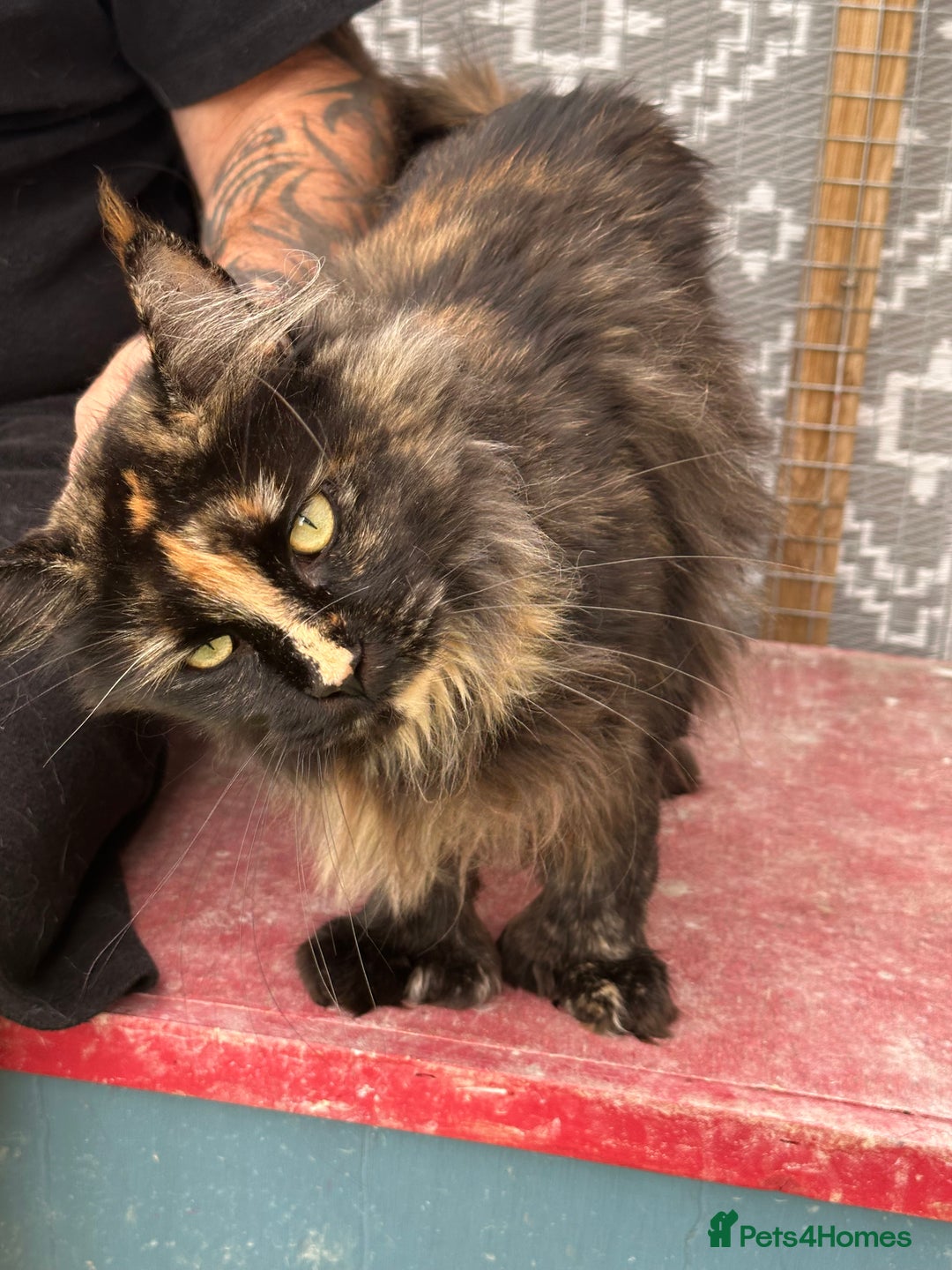 Maine Coon cats for sale: Mainecoon - Image 2