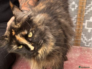 Maine Coon cats Mainecoon - Advert 8