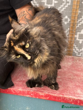 Maine Coon cats Mainecoon - Advert 15