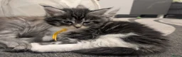 Maine Coon cats for sale: Beautiful Maine coon babies  - Advert 14