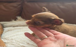Russian Toy Terrier dogs for sale: Russian Toy Puppies  - Image 9
