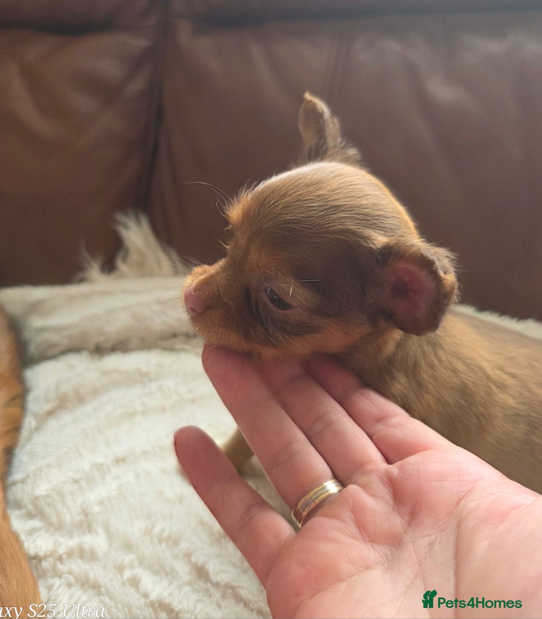 Russian Toy Terrier dogs for sale: Russian Toy Puppies  - Image 9