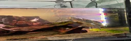 Turtle reptiles for sale: Two Musk Turtles with tank, set, up and spares  - Advert 4