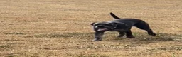 Cane Corso dogs for sale: Carma  - Advert 9