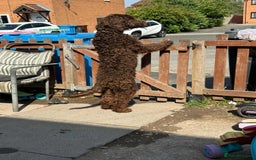 Labradoodle dogs for sale: Labradoodle - Image 3