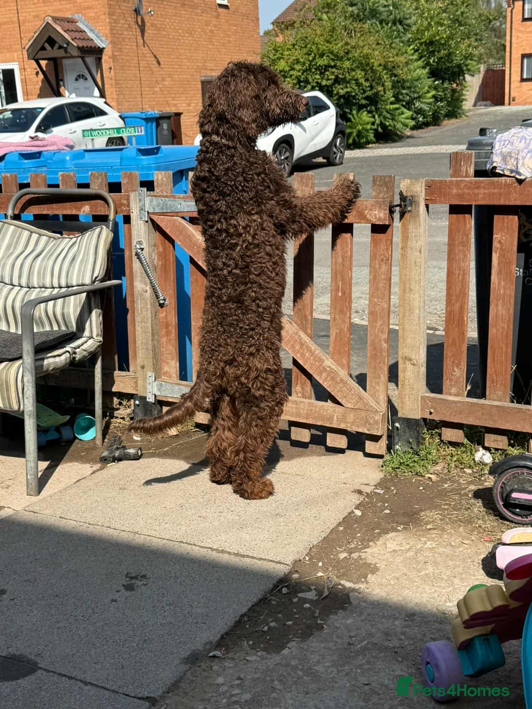 Labradoodle dogs for sale: Labradoodle - Image 3