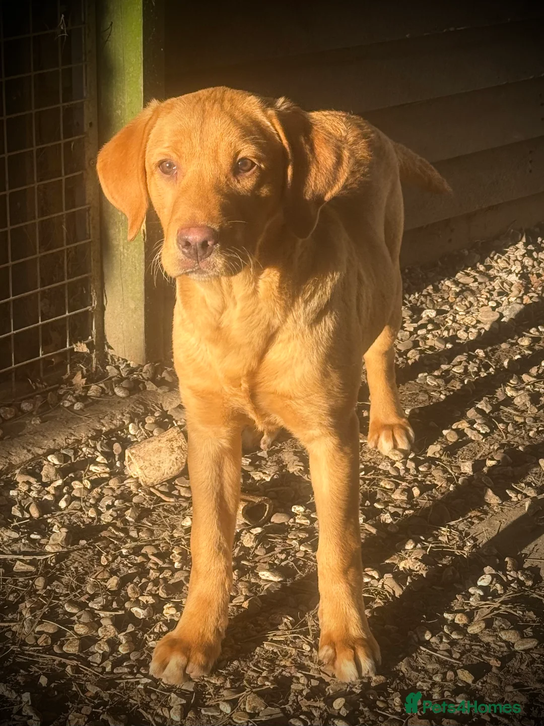 Labrador Retriever dogs for sale: Roger the Fox Red Lab - Advert 9
