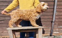 Cockapoo dogs for sale: Last f1 female cockapoo looking for a loving home - Image 3