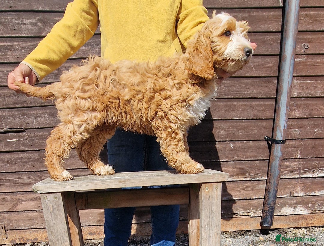 Cockapoo dogs for sale: Last f1 female cockapoo looking for a loving home - Image 3