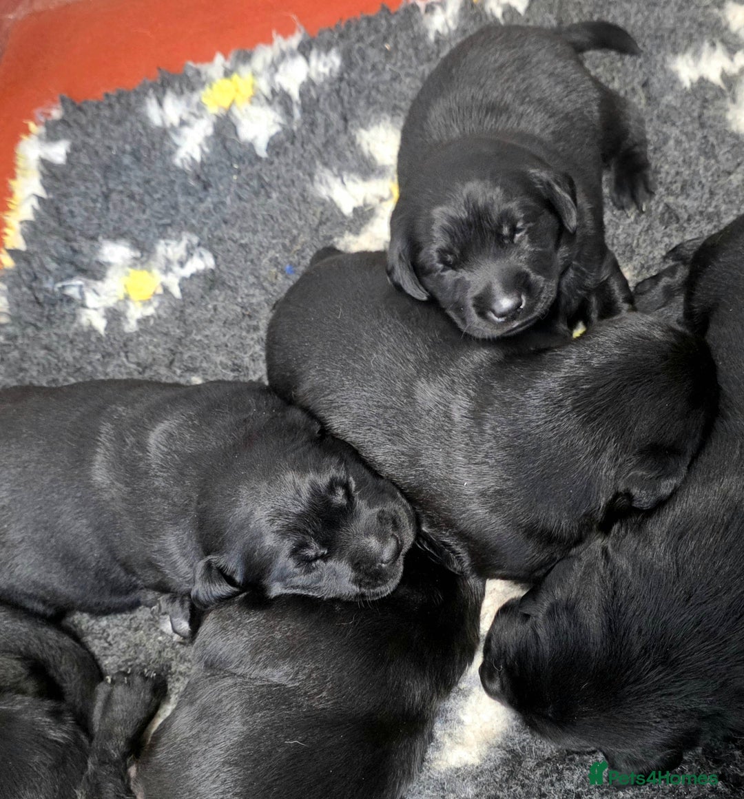 Labrador Retriever dogs for sale: Beautiful Black Labrador Puppies  - Advert 9