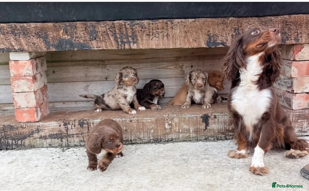Cocker Spaniel dogs for sale: 🐶 COCKER SPANIEL PUPPIES 🐶 in Bishop Auckland - Advert 2
