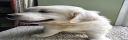 Golden Retriever dogs for sale: Lovely chunky cream puppies  - Advert 7