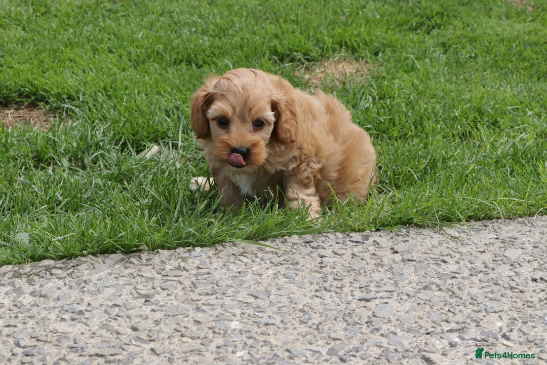 Cockapoo dogs for sale: Beautiful Cockapoo puppies for sale - Image 28