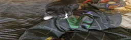 Mixed Breed cats for sale: Persian cross british short-hair kittens for sale - Advert 2