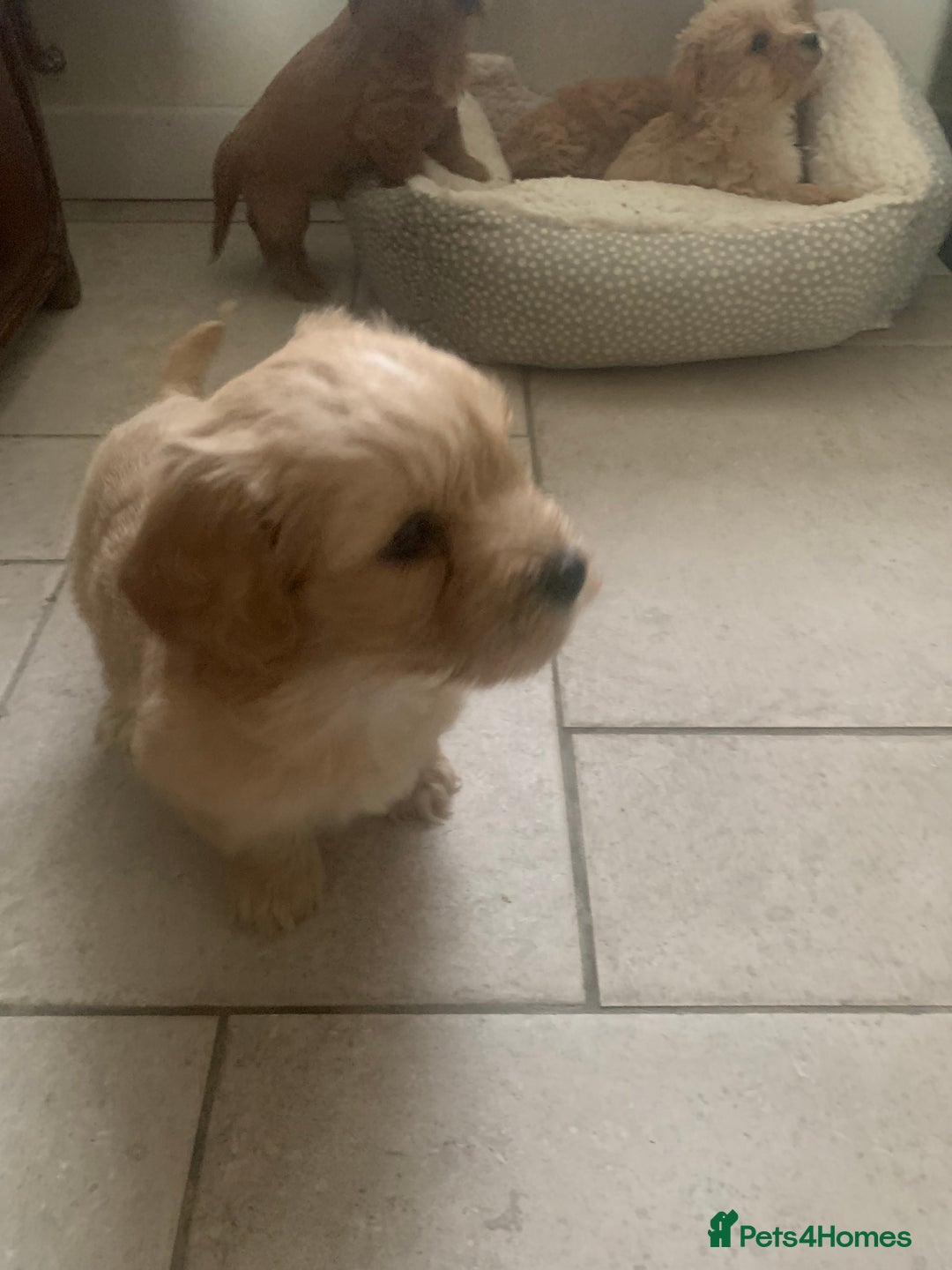 Mixed Breed dogs for sale: Cavapoo/Westiepoo - Advert 16