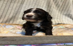 Cocker Spaniel dogs for sale: Stunning kc working cocker spaniels - Image 19