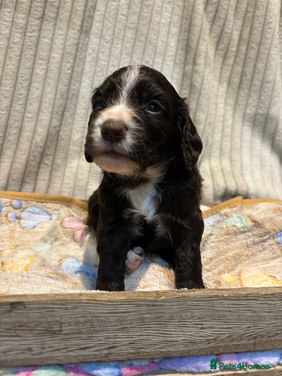 Cocker Spaniel dogs for sale: Stunning kc working cocker spaniels - Image 19