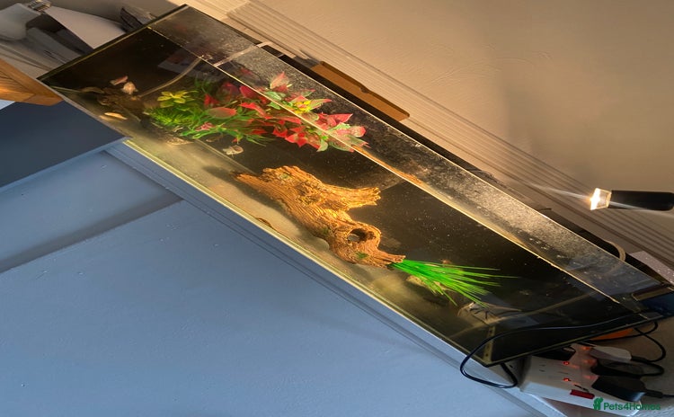 Other/Mixed Breed fish - Advert 1