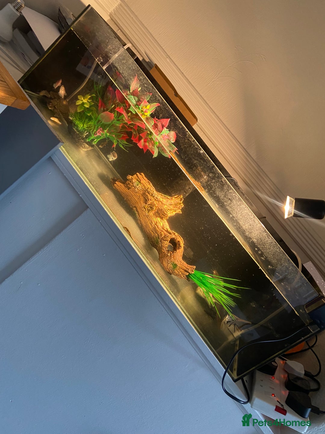 Other/Mixed Breed fish for sale: Male Map Turtle & 12 Fish with full setup - Image 1