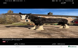 Shire horses for sale: Black shire mare - Advert 4