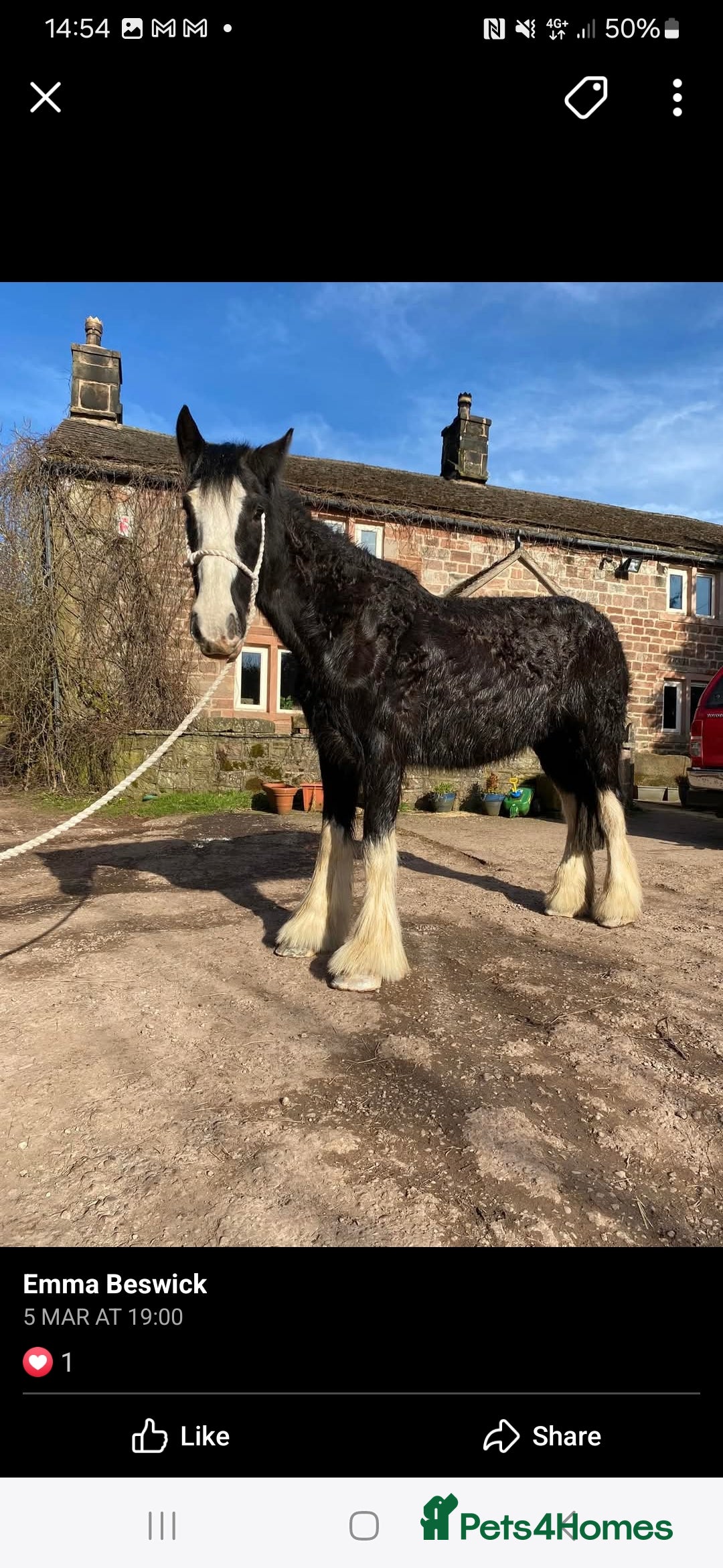 Shire horses for sale: Black shire mare - Advert 4
