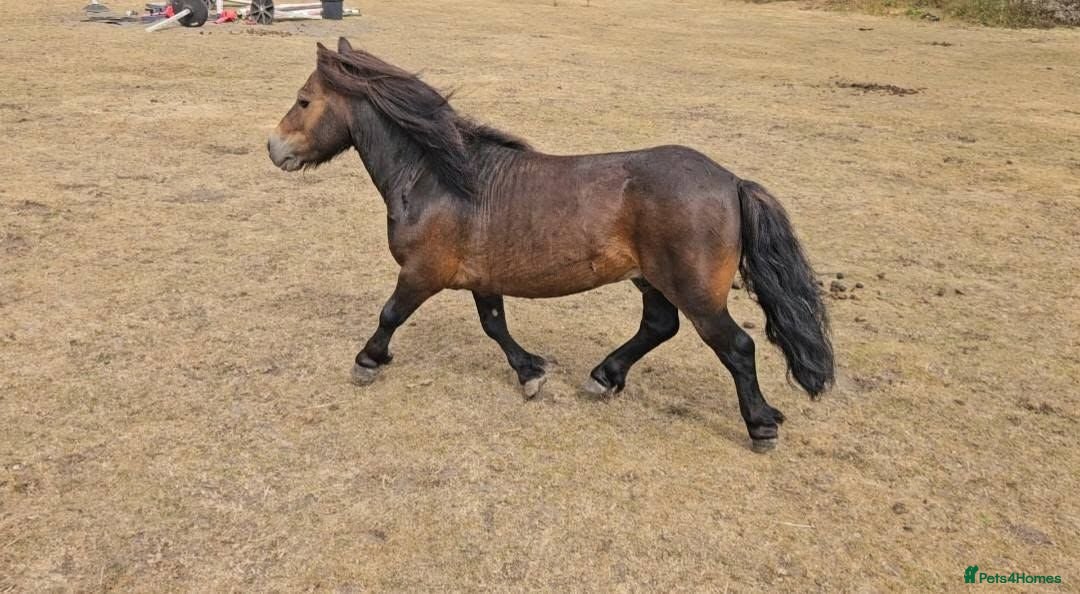 Shetland pony horses 7yr old Shetland Pony stallion & Coloured Cob colt - Advert 2