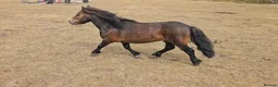 Shetland pony horses for sale: 7yr old Shetland Pony stallion & Coloured Cob colt - Advert 1