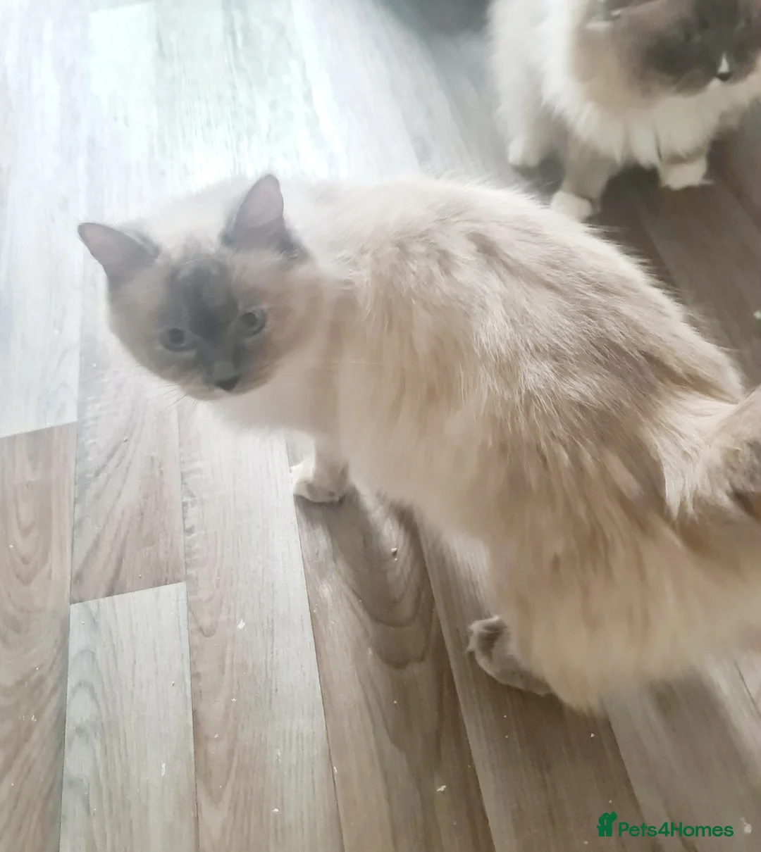 Ragdoll cats for sale: Pure ragdoll kitten - Advert 2